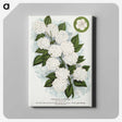 1-20_Botanical-Specimen-Plates_canvas