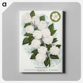 1-20_Botanical-Specimen-Plates_canvas