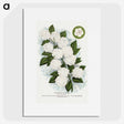 1-20_Botanical-Specimen-Plates_picture