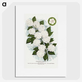 1-20_Botanical-Specimen-Plates_picture