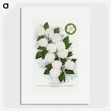 1-20_Botanical-Specimen-Plates_picture