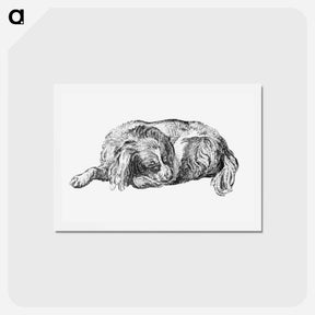 アートポストカード-Lying Dog
 - コルネリス プロース ファン アムステル Postcard.