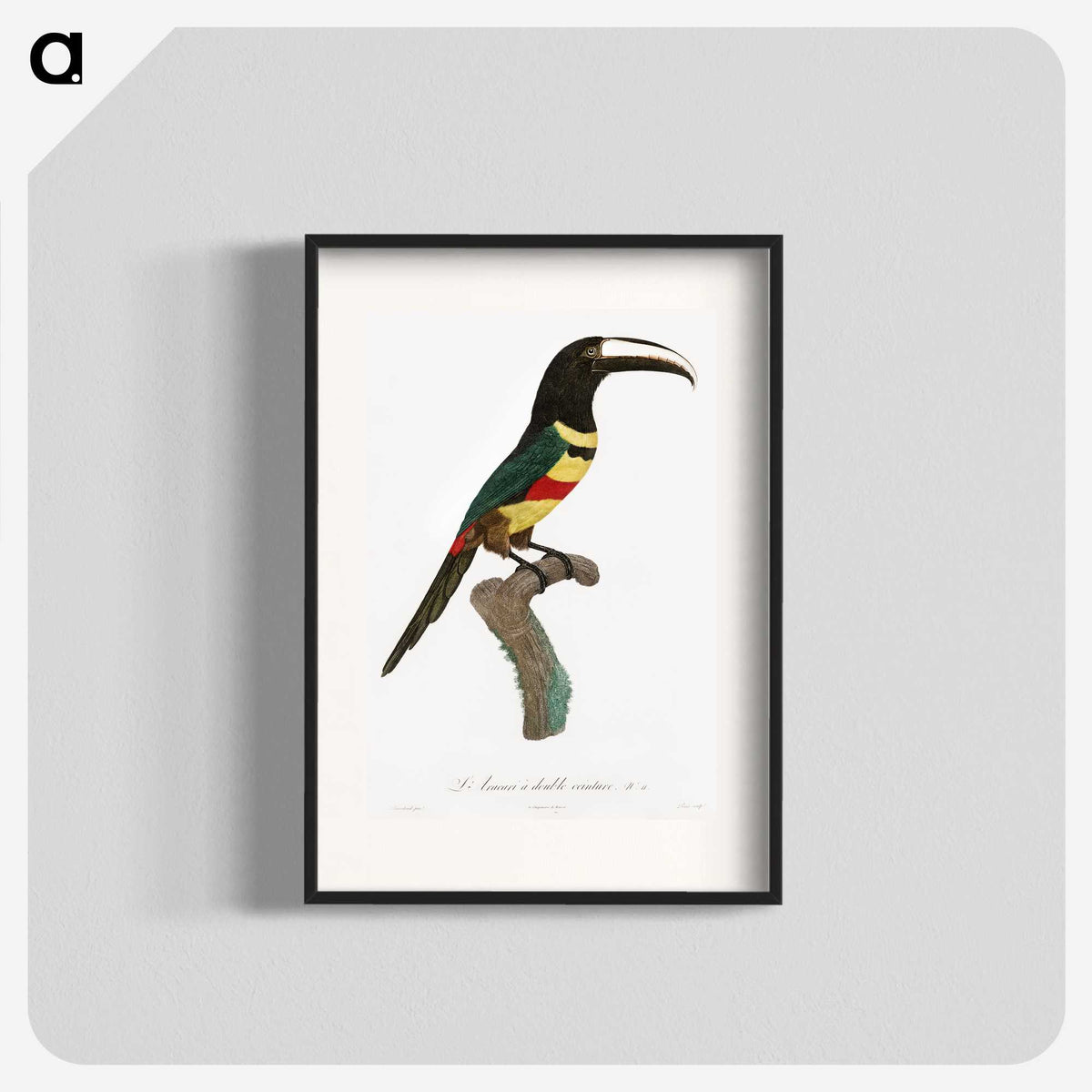 1-20_Des-Oiseaux-de-Paradis_blk