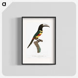 1-20_Des-Oiseaux-de-Paradis_blk