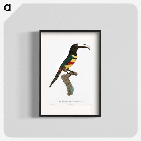 1-20_Des-Oiseaux-de-Paradis_blk