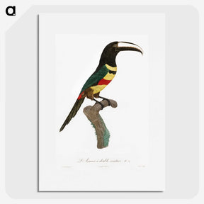 1-20_Des-Oiseaux-de-Paradis_picture