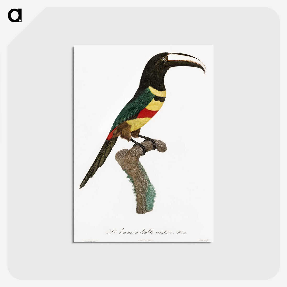 1-20_Des-Oiseaux-de-Paradis_postcard