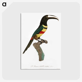 1-20_Des-Oiseaux-de-Paradis_postcard