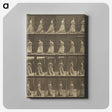 1-20_Eadweard-Muybridge_canvas