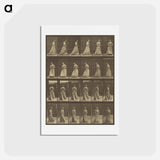 アートポストカード-Animal Locomotion
 - エドワード マイブリッジ Postcard.