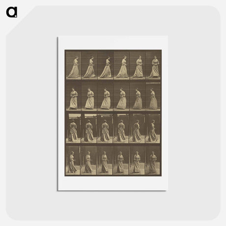 アートポストカード-Animal Locomotion
 - エドワード マイブリッジ Postcard.