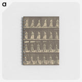 1-20_Eadweard-Muybridge_memo