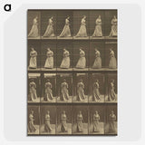 1-20_Eadweard-Muybridge_picture-crop