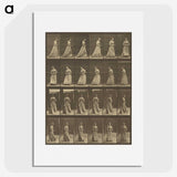 1-20_Eadweard-Muybridge_picture