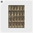 1-20_Eadweard-Muybridge_postcard