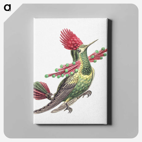 1-20_Ernst-Haeckel_canvas