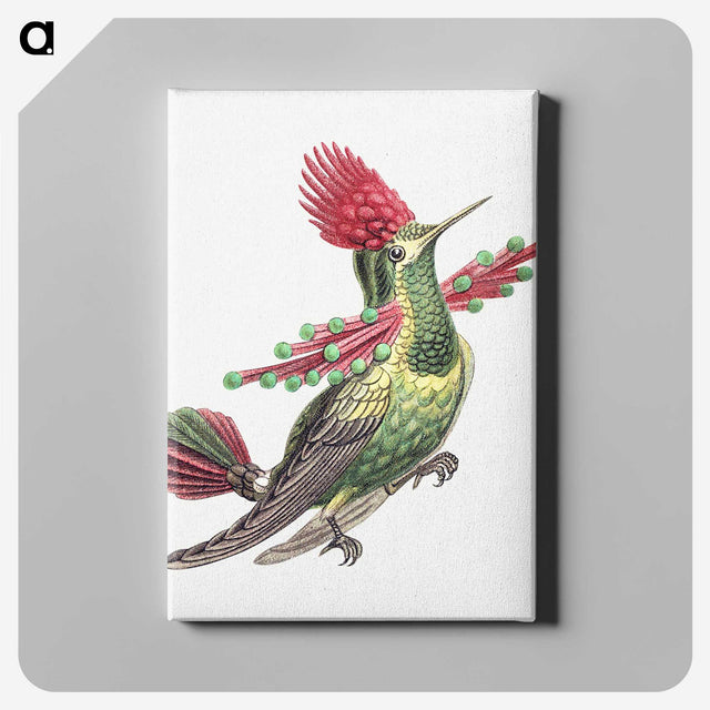 1-20_Ernst-Haeckel_canvas