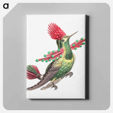 Colorful vintage hummingbird illustration - エルンスト ヘッケル Canvas.