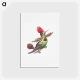 アートポストカード-Colorful vintage hummingbird illustration - エルンスト ヘッケル Postcard.