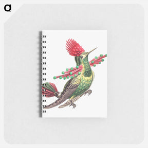 アートメモ帳-Colorful vintage hummingbird illustration - エルンスト ヘッケル Memo.