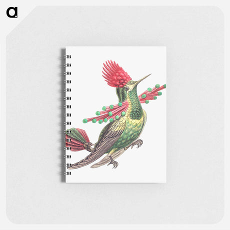 アートメモ帳-Colorful vintage hummingbird illustration - エルンスト ヘッケル Memo.
