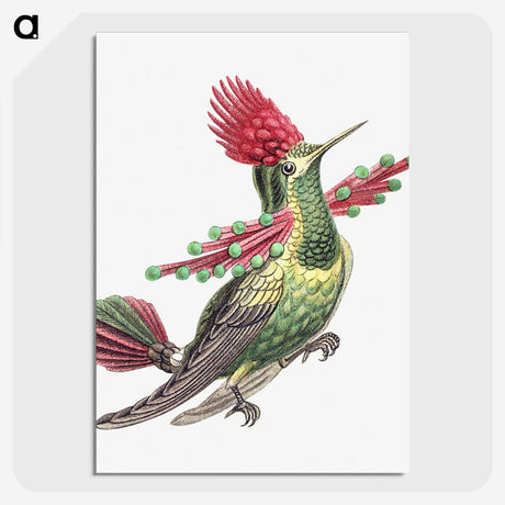 1-20_Ernst-Haeckel_picture-crop