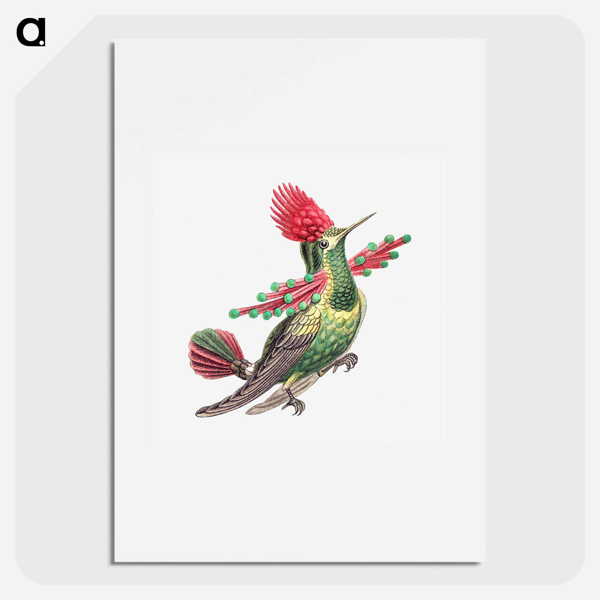 Colorful vintage hummingbird illustration - エルンスト ヘッケル Poster.