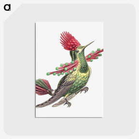 1-20_Ernst-Haeckel_postcard