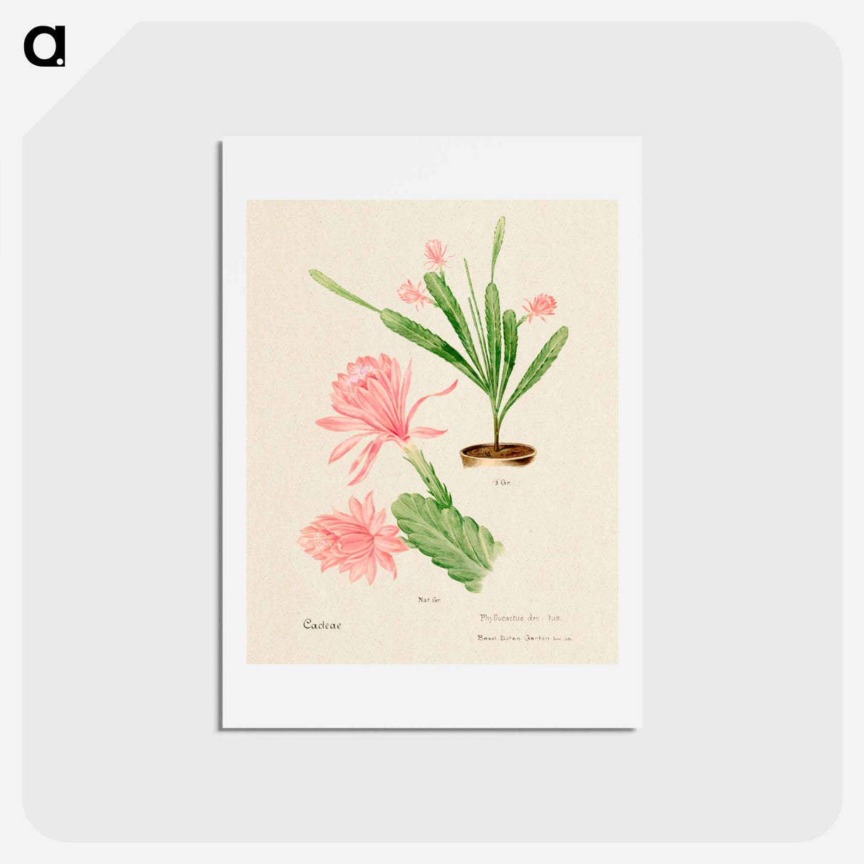 アートポストカード-German Empress Cactus
 - サボテン科 Postcard.