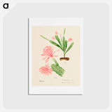 アートポストカード-German Empress Cactus
 - サボテン科 Postcard.
