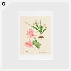 アートポストカード-German Empress Cactus
 - サボテン科 Postcard.
