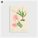 アートポストカード-German Empress Cactus
 - サボテン科 Postcard.