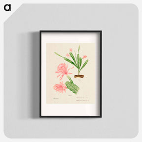 アートポスター-German Empress Cactus
 - サボテン科 Poster.