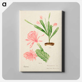 アートパネル-German Empress Cactus
 - サボテン科 Canvas.