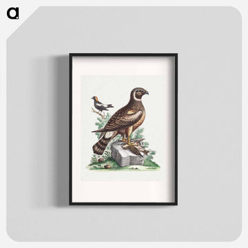 The Marsh Hawk and the Reed Birds
 - ジョージ エドワーズ Poster.