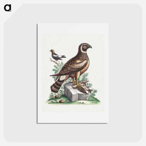 アートポストカード-The Marsh Hawk and the Reed Birds
 - ジョージ エドワーズ Postcard.