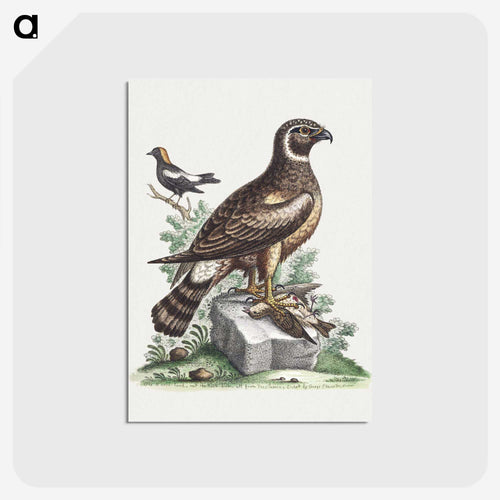 チュウヒと葦の鳥 - ジョージ エドワーズ Postcard.