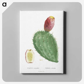 1-20_Histoire-des-Plantes-Grasses_canvas