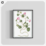 1-20_Hortus-Romanus-Botanical-Plates_blk-crop