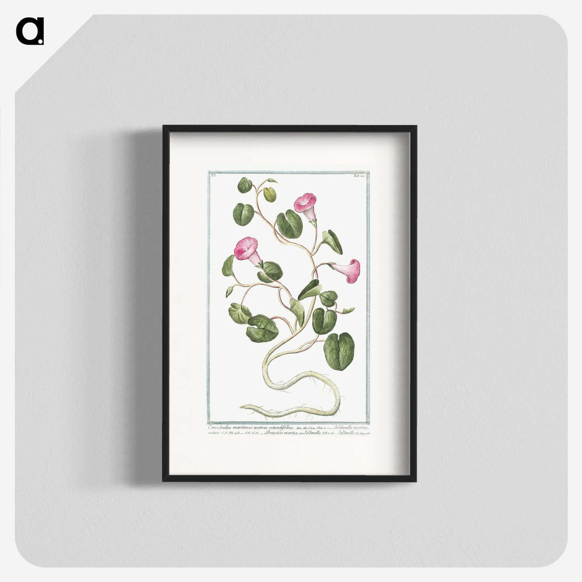 1-20_Hortus-Romanus-Botanical-Plates_blk