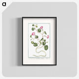 1-20_Hortus-Romanus-Botanical-Plates_blk