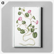 1-20_Hortus-Romanus-Botanical-Plates_canvas
