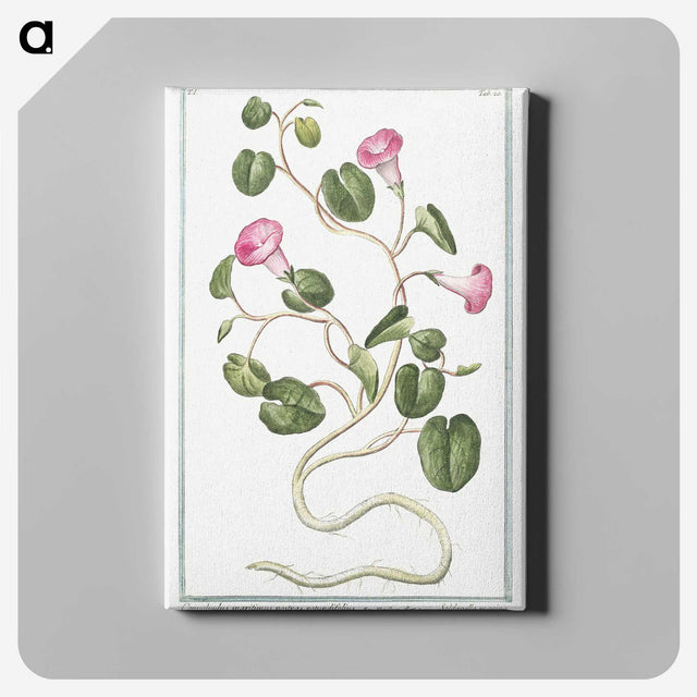 1-20_Hortus-Romanus-Botanical-Plates_canvas