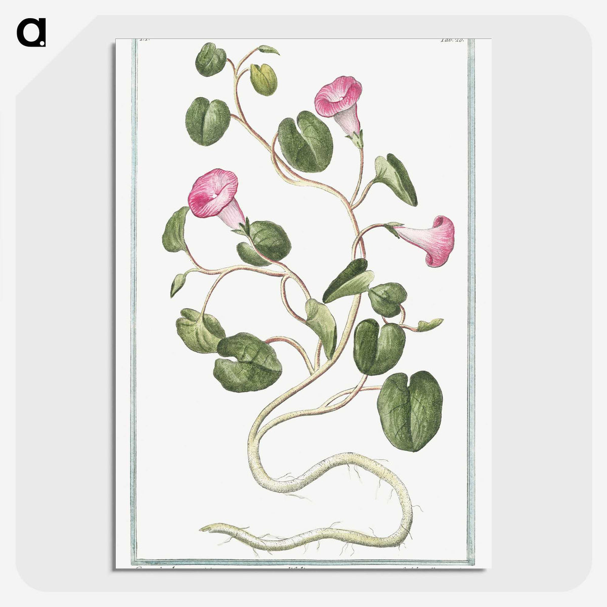 1-20_Hortus-Romanus-Botanical-Plates_picture-crop
