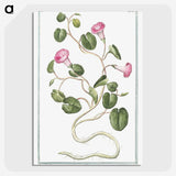 1-20_Hortus-Romanus-Botanical-Plates_picture-crop