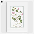 1-20_Hortus-Romanus-Botanical-Plates_picture