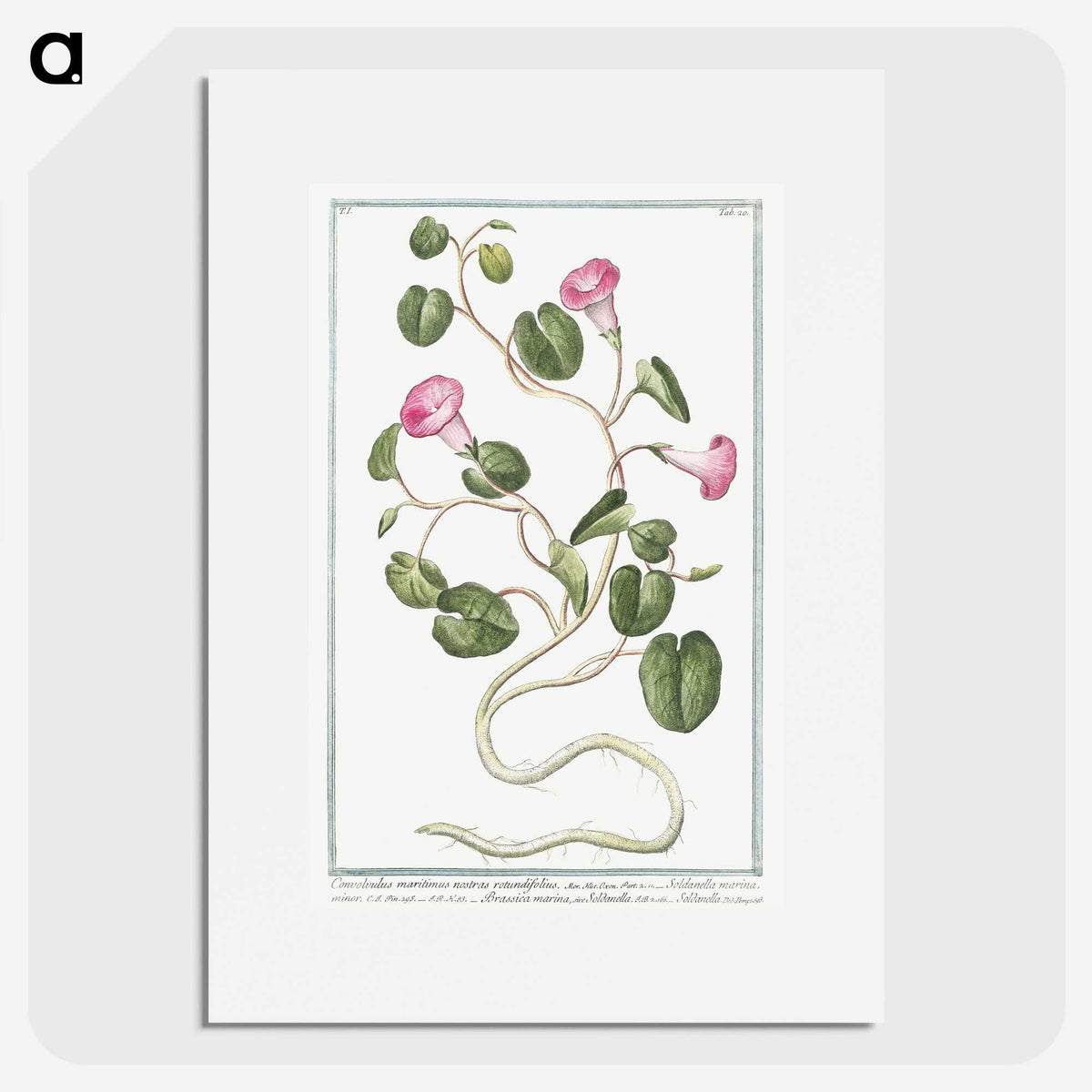 1-20_Hortus-Romanus-Botanical-Plates_picture