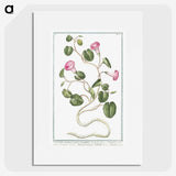 1-20_Hortus-Romanus-Botanical-Plates_picture