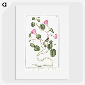 1-20_Hortus-Romanus-Botanical-Plates_picture