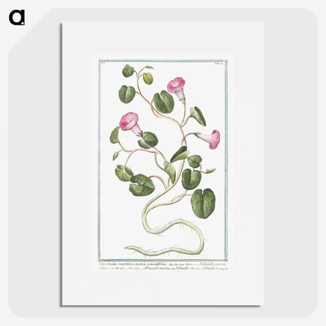 1-20_Hortus-Romanus-Botanical-Plates_picture
